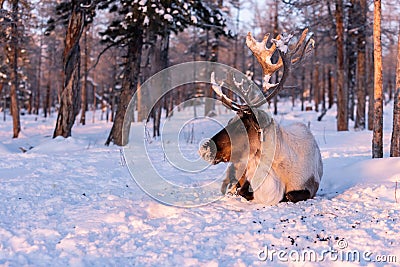 Mongolian Reindeer in Taica Bioecology at Khovsgol, Mongolia. Stock Photo