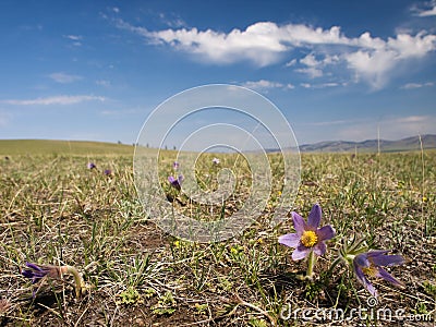 Mongolian steppe in bloom Stock Photo