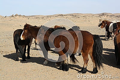 Mongolian Takhi (Przewalski) horses in the wild, Chuun Bogd desert, Gobi, Mongolia. Stock Photo