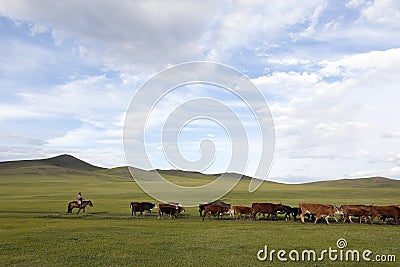 Mongolian Woman Herding Cattle Editorial Stock Photo