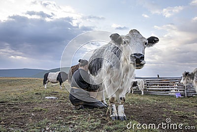 Mongolian woman milking a cow Stock Photo