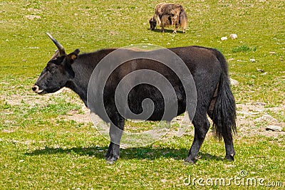 Mongolian yaks in the pasture Stock Photo