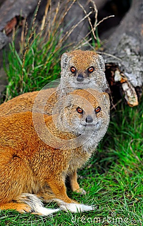 Mongoose Stock Photo