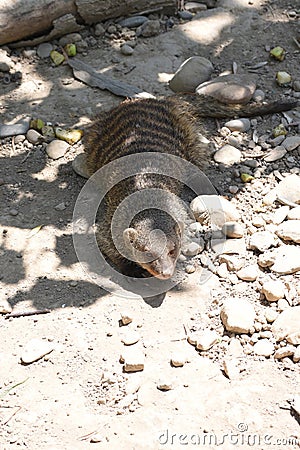 The mongoose are a family of placental mammals belonging to the order Carnivora Stock Photo