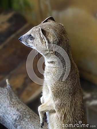 The mongoose has stood on its hind legs and is looking forward with curiosity Stock Photo