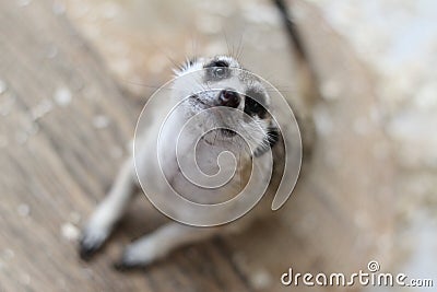 Mongoose on hind legs Stock Photo