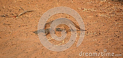 Mongoose is a small terrestrial carnivorous mammal Stock Photo