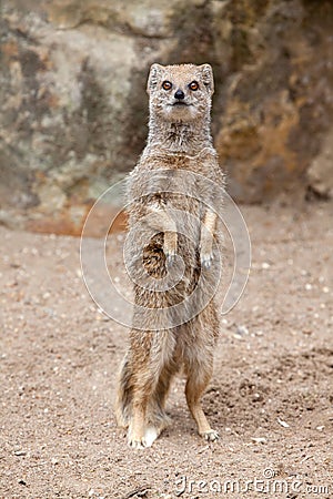 Mongoose Standing Stock Photo