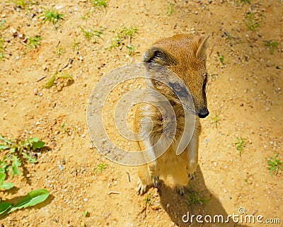 the mongoose stands on the ground on its hind legs Stock Photo