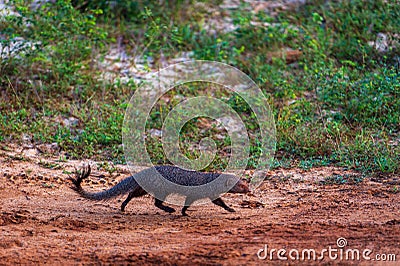 Mongoose in the Yala National Park, Sri Lanka Stock Photo