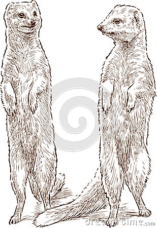 Mongooses Vector Illustration