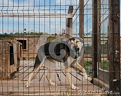 Concept of unnecessary abandoned animals. Kennel of northern sled dogs Alaskan husky in summer. Mongrel in aviary behind fence of Stock Photo