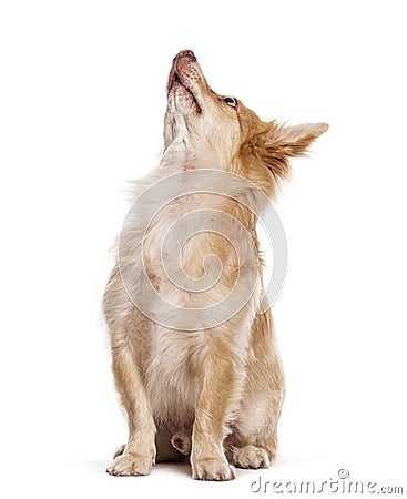 Mongrel, Bastard dog cross looking up, isolated on white Stock Photo