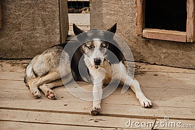 Concept of unnecessary abandoned animals. Kennel of northern sled dogs Alaskan husky in summer. Mongrel with blue eyes in wooden Stock Photo