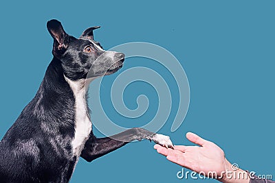 A mongrel dog gives a paw to the owner. Dog on a blue / green background. Place for text or product. The dog executes the command Stock Photo