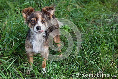 Mongrel dog Stock Photo