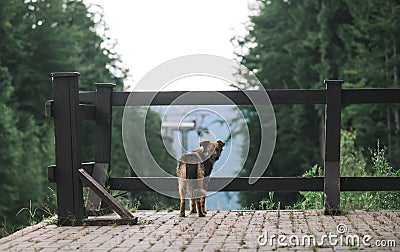 Mongrel dog stands in the mountains against the backdrop of the lift and mountain landscape and looks intently into the camera. Stock Photo