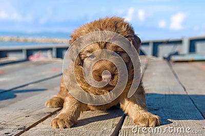 Mongrel puppy Stock Photo