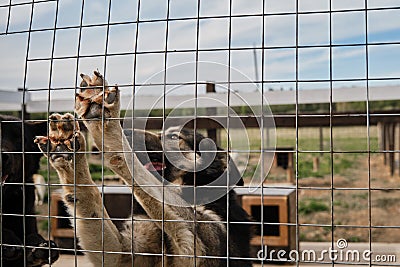 Concept of unnecessary abandoned animals. Kennel of northern sled dogs Alaskan husky in summer. Mongrel in shelters enclosure has Stock Photo