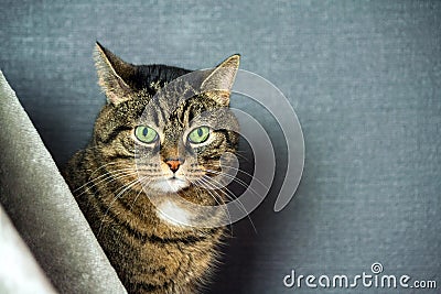 Mongrel striped cat, fat cheeks, close-up portrait, sits behind a gray veil Stock Photo