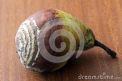 Monilia in circles on the pear Stock Photo