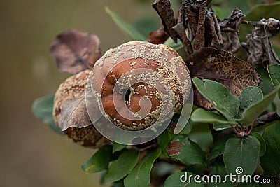 Monilia laxa infestation plant disease, Rotten quince on the fruit tree Stock Photo