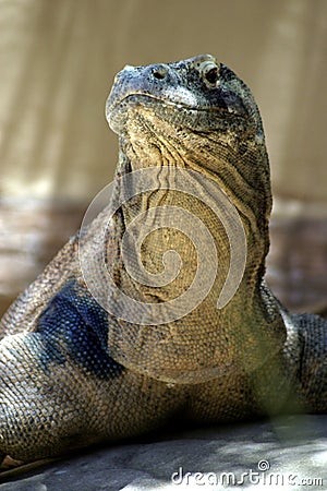 Monitor Lizard Stock Photo