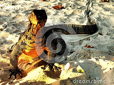 Monitor lizard catching the sun on the beach Stock Photo