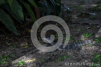 A monitor lizard crawled on the moist ground at the base of a tree. In some universities, this is normal. It's not afraid of Stock Photo