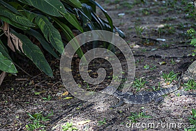 A monitor lizard crawled on the moist ground at the base of a tree. In some universities, this is normal. It's not afraid of Stock Photo
