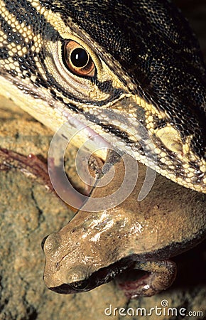 Monitor lizard eating Stock Photo