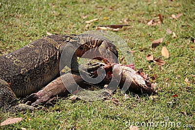 Monitor Lizard Eating Fish. Wildlife Life Stock Photo