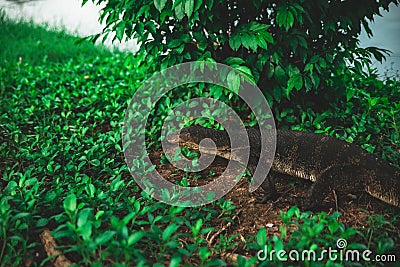Monitor lizard on the grass in Lumpini Park, Bangkok Stock Photo