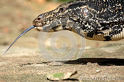 Monitor Lizard with his tongue Stock Photo