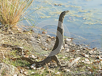 Monitor lizard near Karumba, Queensland, Stock Photo