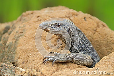 Monitor lizard near a small river, Varanus bengalensis, Sri Lanka, Asia Stock Photo