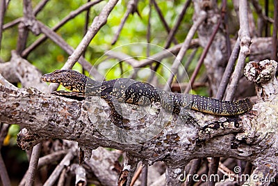 Monitor lizard resting on a tree branch Stock Photo