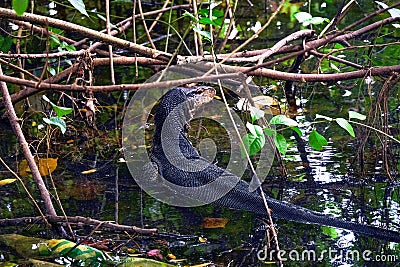 Monitor lizard spotted at Sengkang Riverside Park, partially submerged in shallow waters Stock Photo