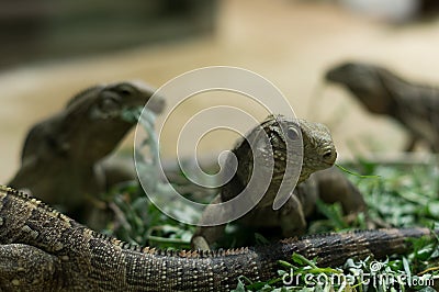 Monitor lizard Stock Photo