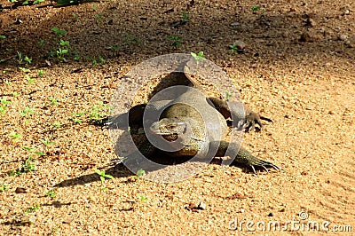 Monitor lizard Stock Photo