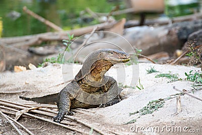 Monitor lizard Stock Photo