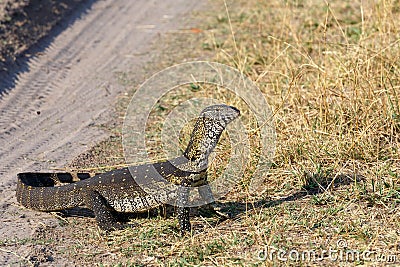 Monitor Lizard, Varanus niloticus on savanna Stock Photo