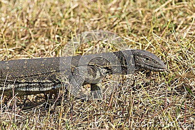 Monitor lizard Stock Photo