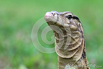 Monitor lizards behind the grass Stock Photo