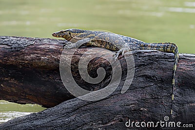 Monitor lizards(Varanus varius) Stock Photo