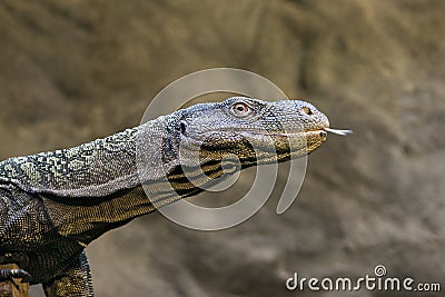 Monitor - Varanus rudicollis Stock Photo