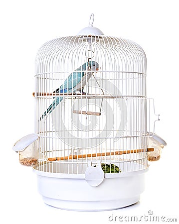 Monk parakeet in bird cage Stock Photo