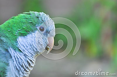 Monk parakeet Quaker parrot sideways Stock Photo