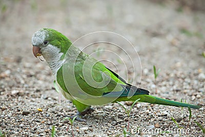 Monk parakeet (Myiopsitta monachus) Stock Photo