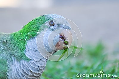 Monk parakeet Myiopsitta monachus eating Stock Photo